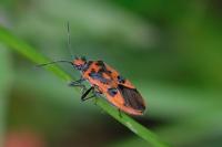 Corizus hyoscyami