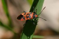 Corizus hyoscyami