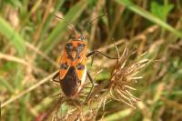 Corizus hyoscyami