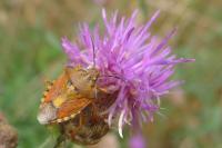 Carpocoris purpureipennis