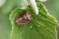 Carpocoris purpureipennis