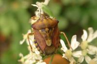 Carpocoris purpureipennis