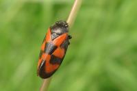 Cercopis vulnerata