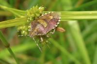 Dolycoris baccarum
