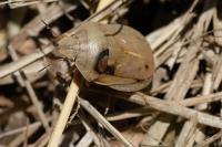 Eurygaster austriaca