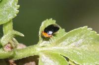 Geocoris erythrocephalus