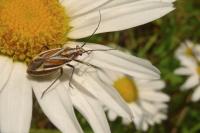 Horistus orientalis
