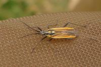 Leptopterna dolabrata