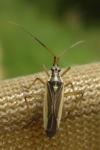 Leptopterna dolabrata