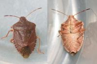 Palomena prasina