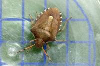 Peribalus strictus
