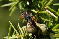 Rhynocoris annulatus
