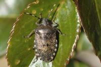 Rhaphigaster nebulosa