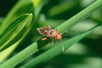 Rhopalus subrufus