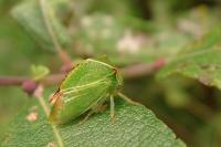 Stictocephala alta