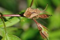 Syromastus rhombeus