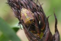 Carpocoris purpureipennis