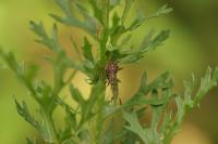 Enoplops scapha