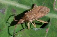 Ceraleptus lividus