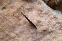 Hydrometra stagnorum
