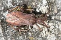 Coriomeris