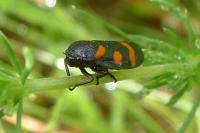Cercopis sanguinolenta
