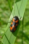 Cercopis vulnerata
