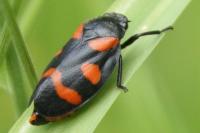 Cercopis sanguinolenta