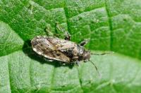 Heterogaster urticae