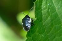 Tritomegas sexmaculatus