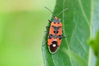Lygaeus equestris/simulans