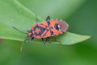Spilostethus pandurus