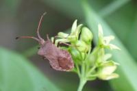 Coreus marginatus
