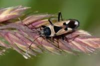 Raglius confusus