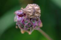 Eurygaster