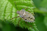 Pentatoma rufipes