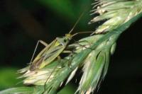 Stenotus binotatus