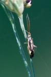 Stenotus binotatus