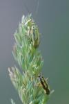 Stenotus binotatus