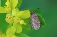 Bathysolen nubilus