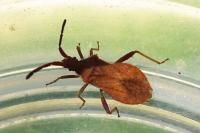 Coriomeris