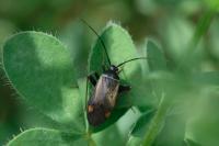 Adelphocoris seticornis