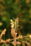 Megaloceroea recticornis