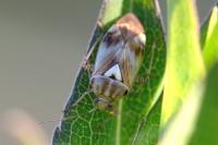 Lygus pratensis