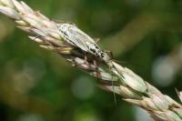 Leptopterna dolabrata