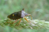 Pentatoma rufipes