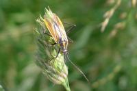 Leptopterna dolabrata