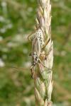 Leptopterna dolabrata