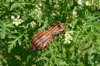 Graphosoma italicum