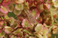 Spathocera lobata